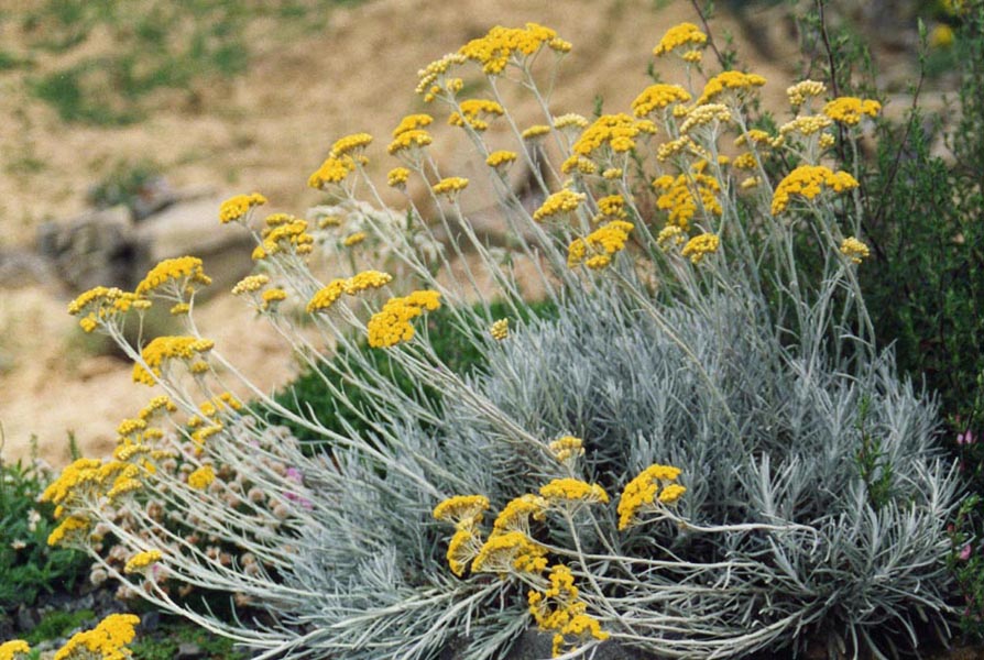 Helichrysum italicum ssp serotinum photo